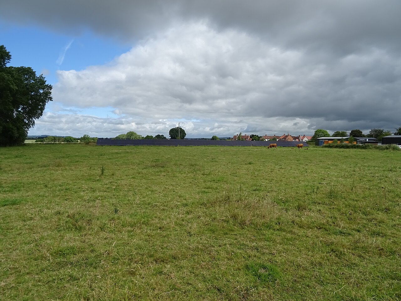Cattle grazing on pasture beside a working solar farm