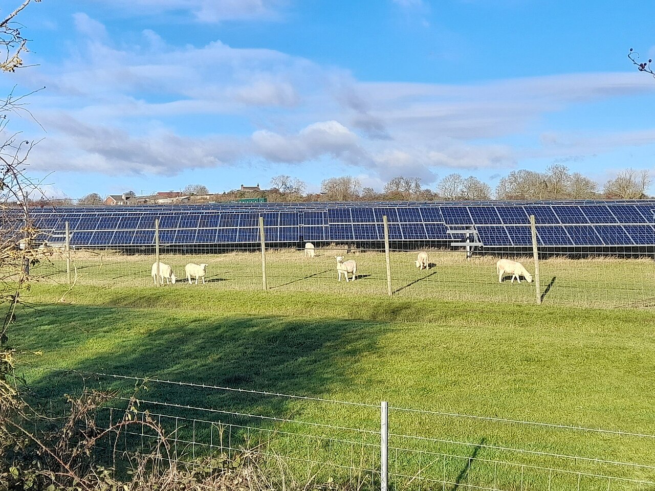 Sheep grazing in the shade beneath rows of solar panels